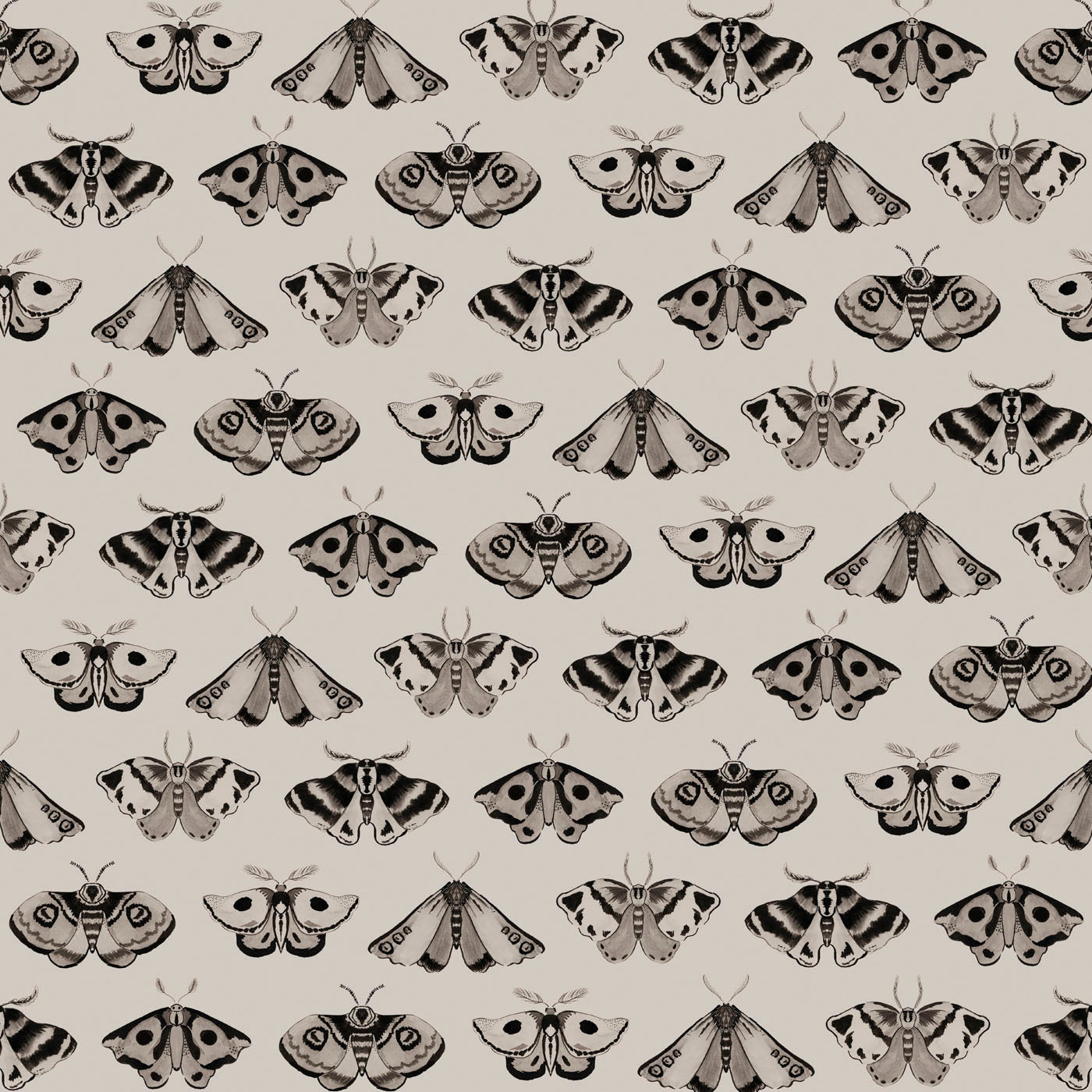 'Dusk' : Black On Ammonite - FLORA BLACK